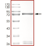 MET (G1090A), Active